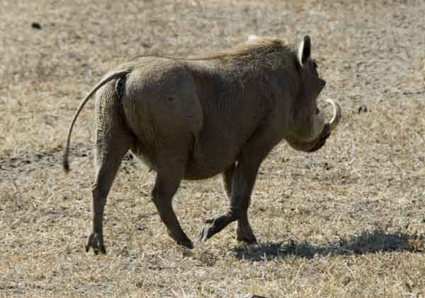 60 - Tanzania - Jabali - crater del Ngorongoro
